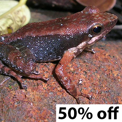 frog 50% off