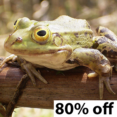 frog 80% off