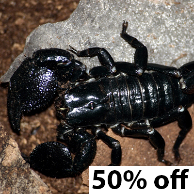 insect 50% off