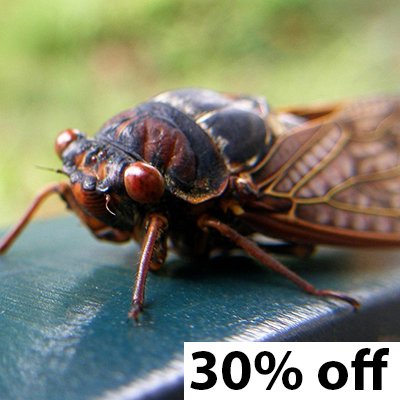 insect 30% off