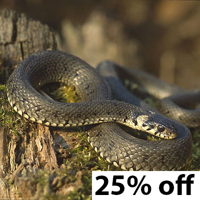 snake 25% off