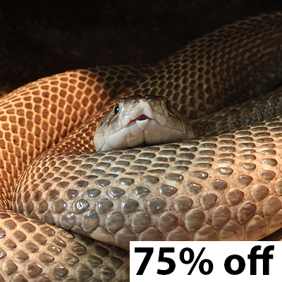 snake 75% off