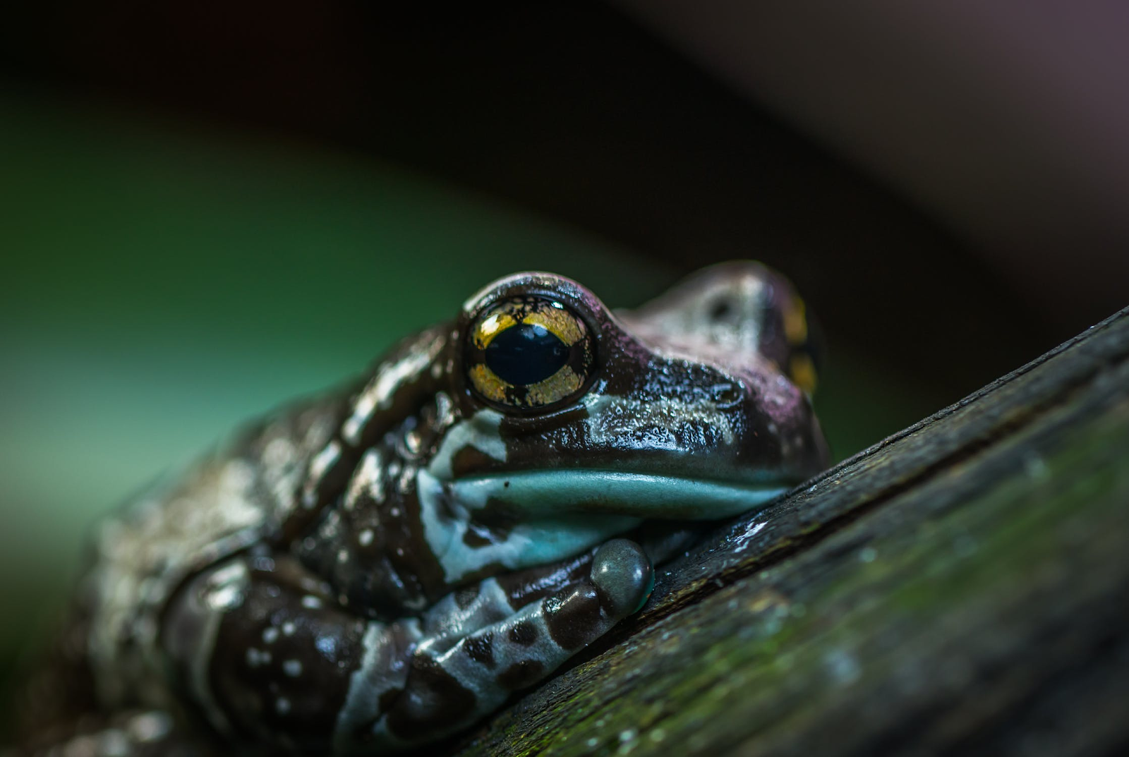 posion frog image